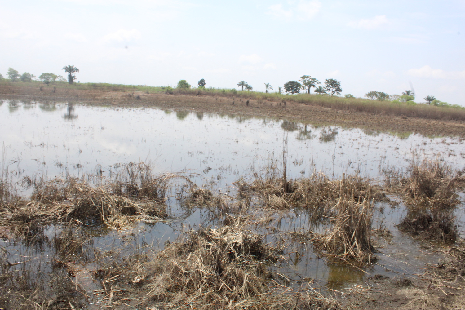 SPECIAL REPORT: How flood-ravaged farmlands in Anambra threaten food production Image